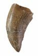 Bargain, Tyrannosaur Tooth - Montana #63131-1